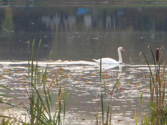 {short description of image}